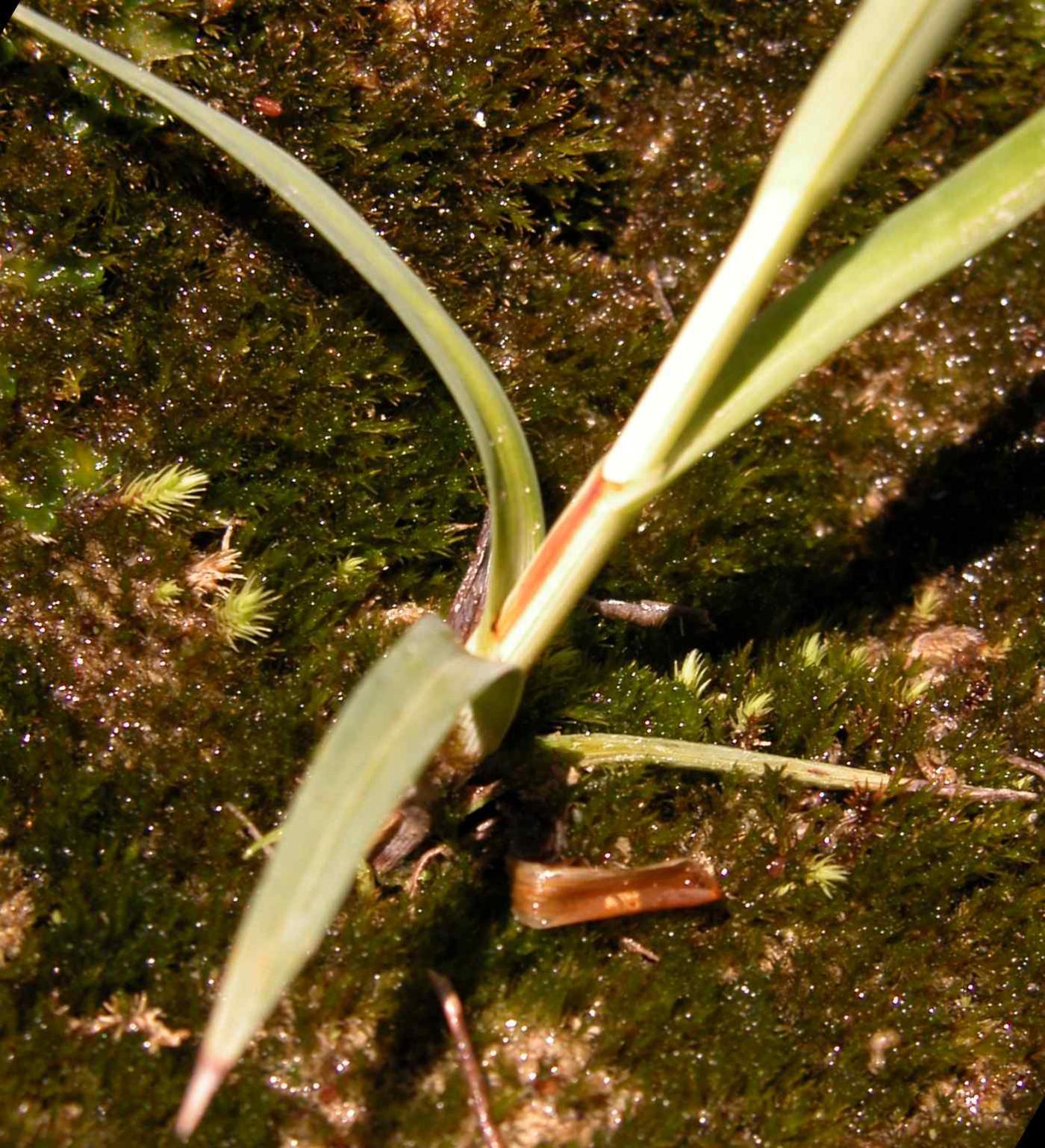 Sedge, Slender Tufted leaf